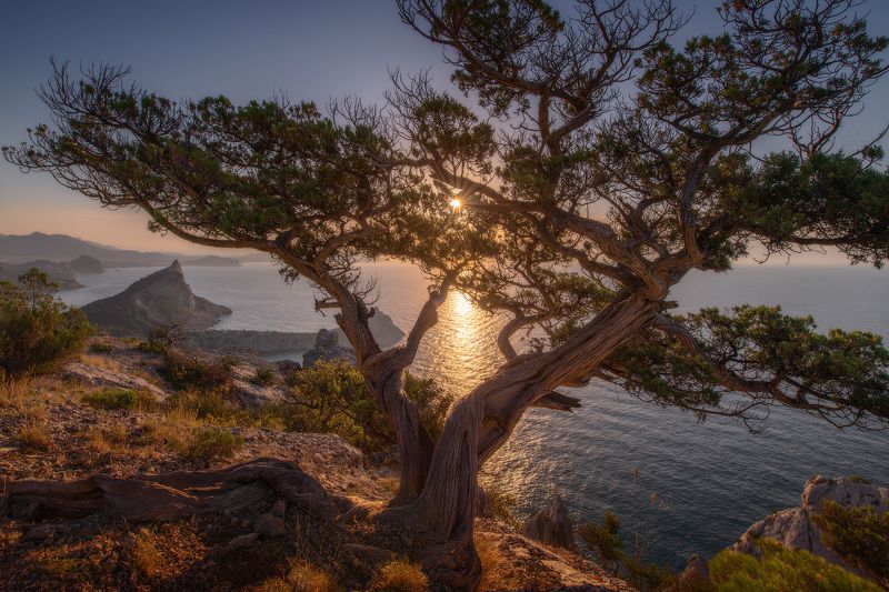 крым, новый свет, crimea Рассветное деревоphoto preview