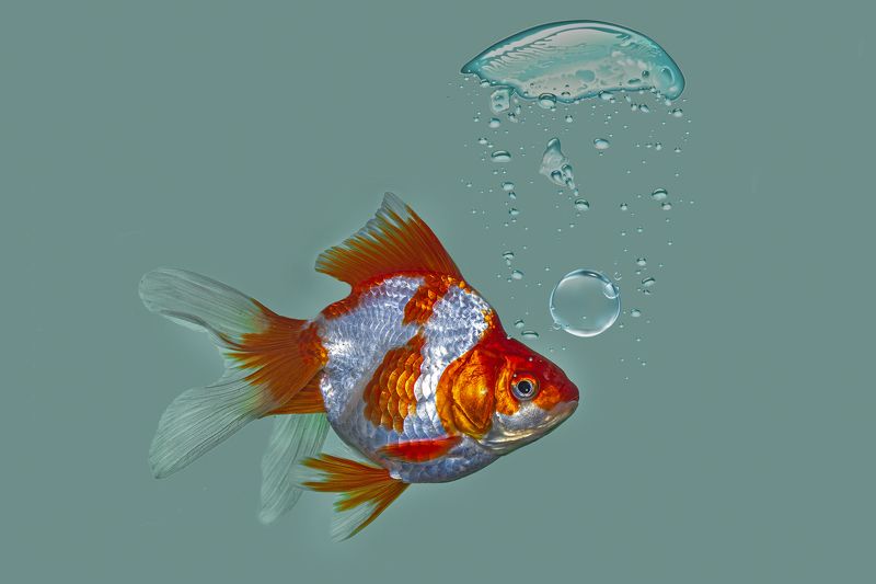 fish, macro, nature, beauty, beautiful, water, animal, in door, small, tank Small fish in the tankphoto preview