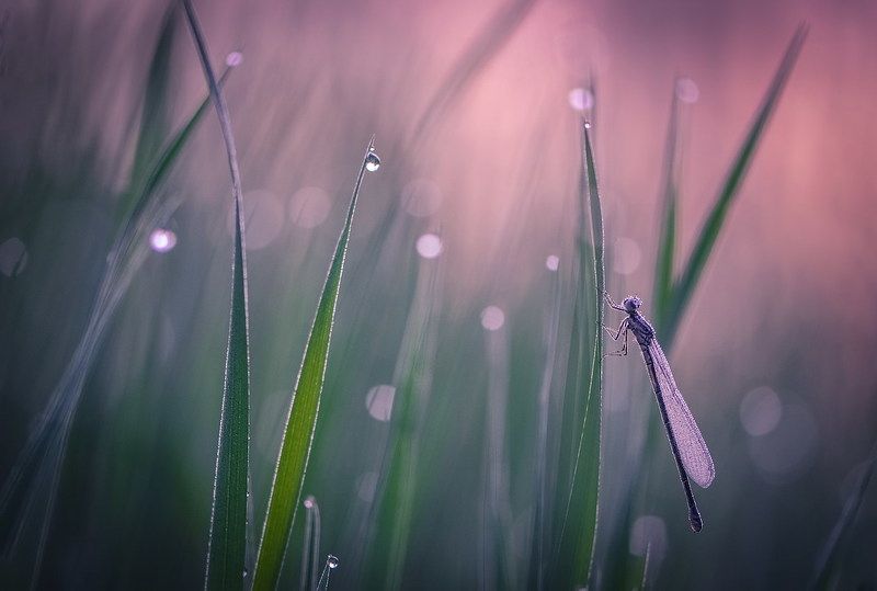 В утренней росе.photo preview