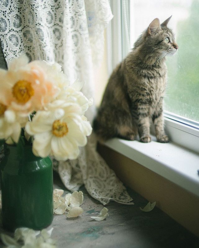 букет, пионы, свет, белый photo preview