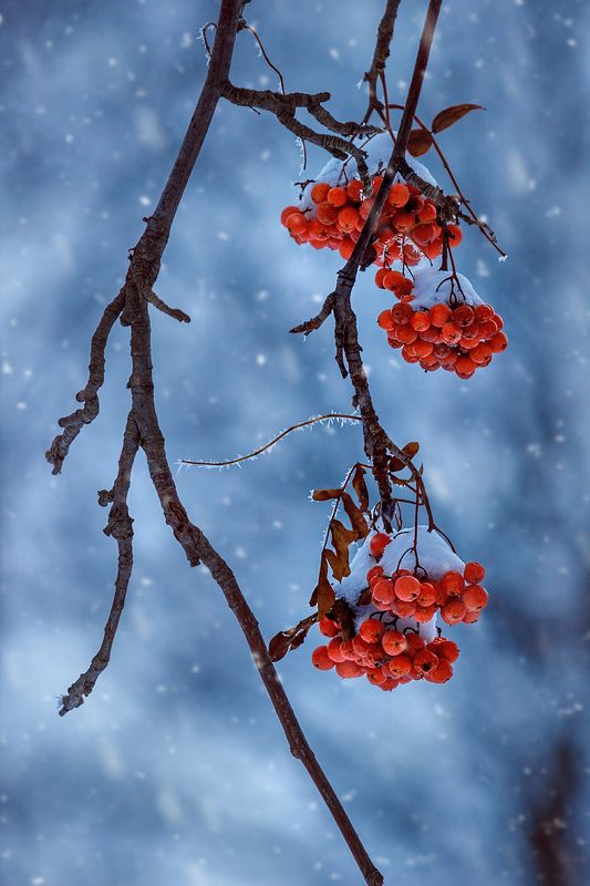 canon 55-250, beautiful, красивый, moment, момент, nature, природа, зимняя, winter, зима, branches, ветки, berries, ягоды, rowan, рябина, snow, снег, snowy, снежно, hoarfrost, изморозь, Рябиновое...photo preview