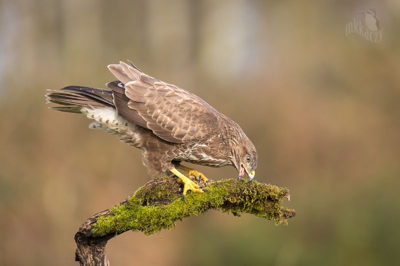 Cleaning the beakphoto preview