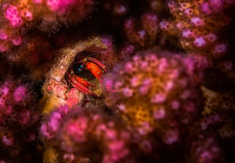 отшельник, подводный мир, макро  Отшельникphoto preview