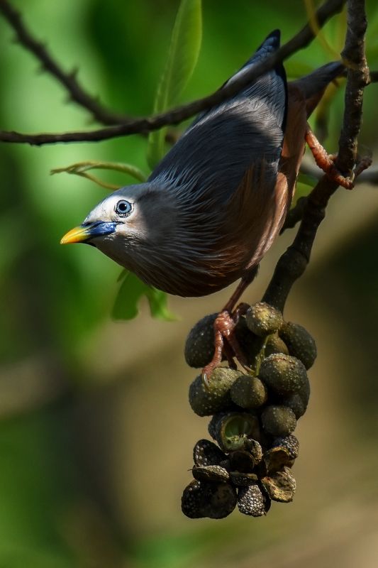 birds, bird, animal, wildlife Sun Kissedphoto preview