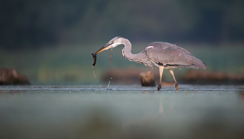 czapla siwaphoto preview
