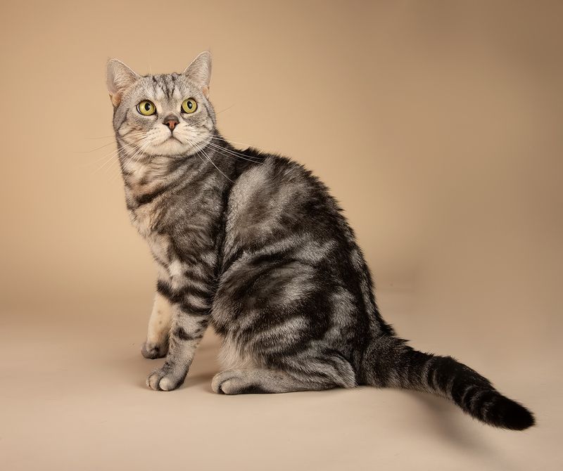 сat, кошка, животные, кошки,американский короткошерстный кот, american shorthair cat Маркиз. Американский короткошерстный котphoto preview