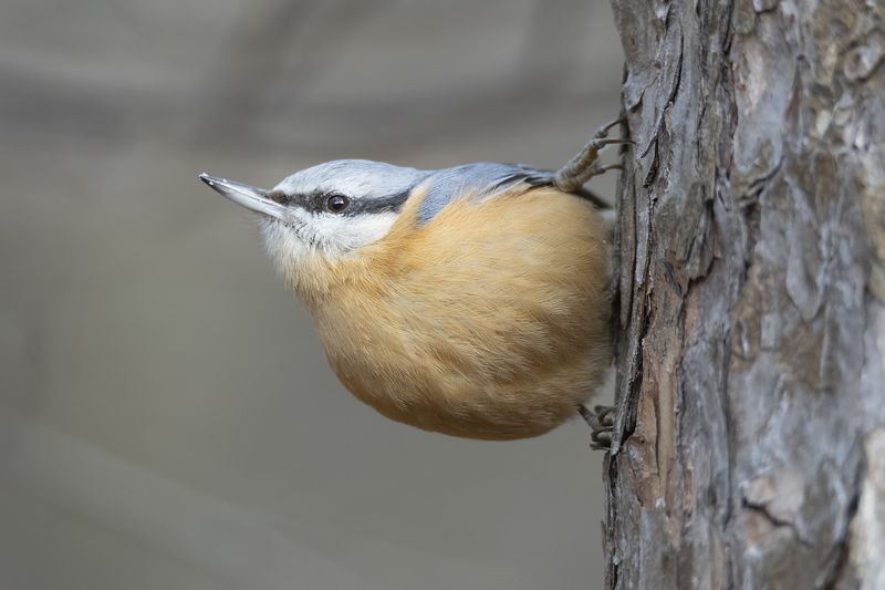 Пиноккиоphoto preview