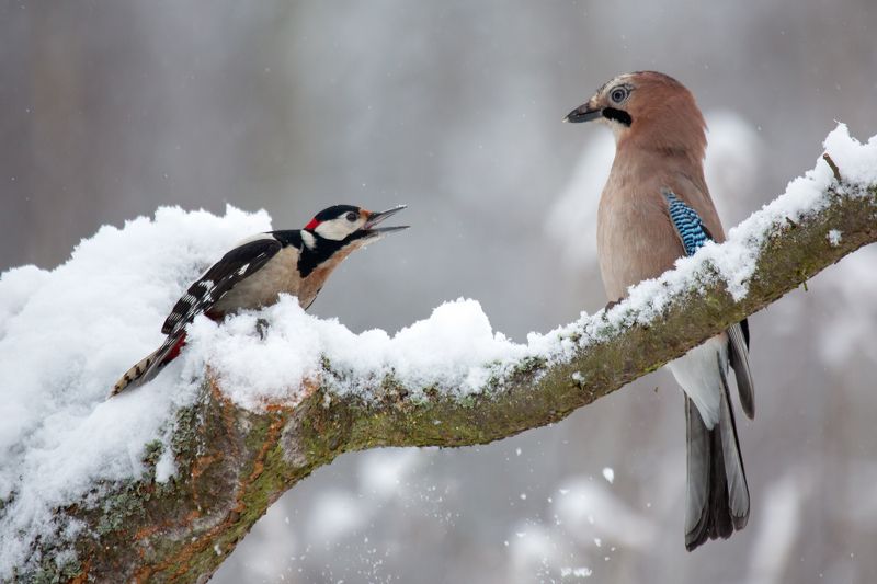 Great spotted woodpecker and Eurasian jayphoto preview