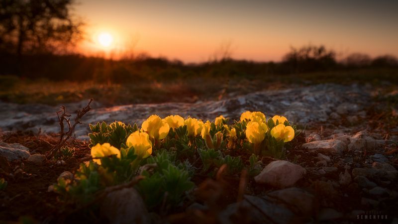 крым, богатое ущелье, горы, весна, закат, первоцветы, цветы, природа, nature, flowers, dusk, sunset, mountain, crimea, landscape, spring. Закатный костёр первоцветов.photo preview