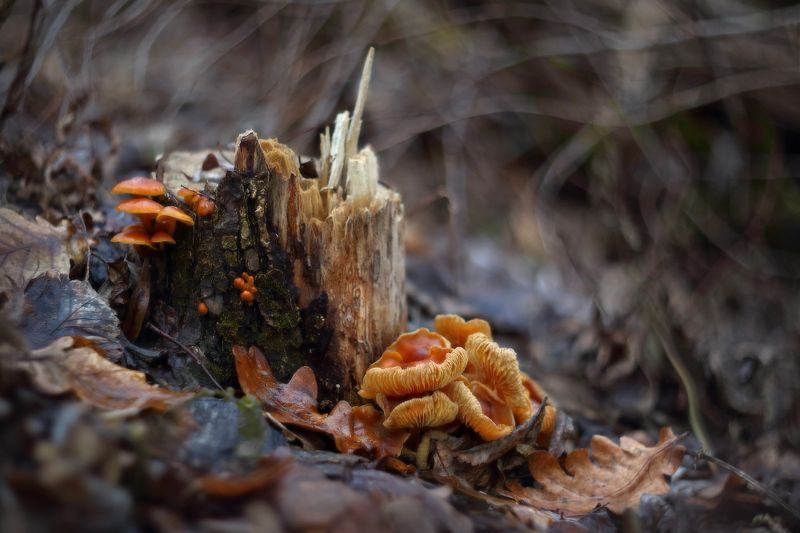 зима, январь, грибы, оттепель, зимний, опёнок, фламмулина Грибноеphoto preview