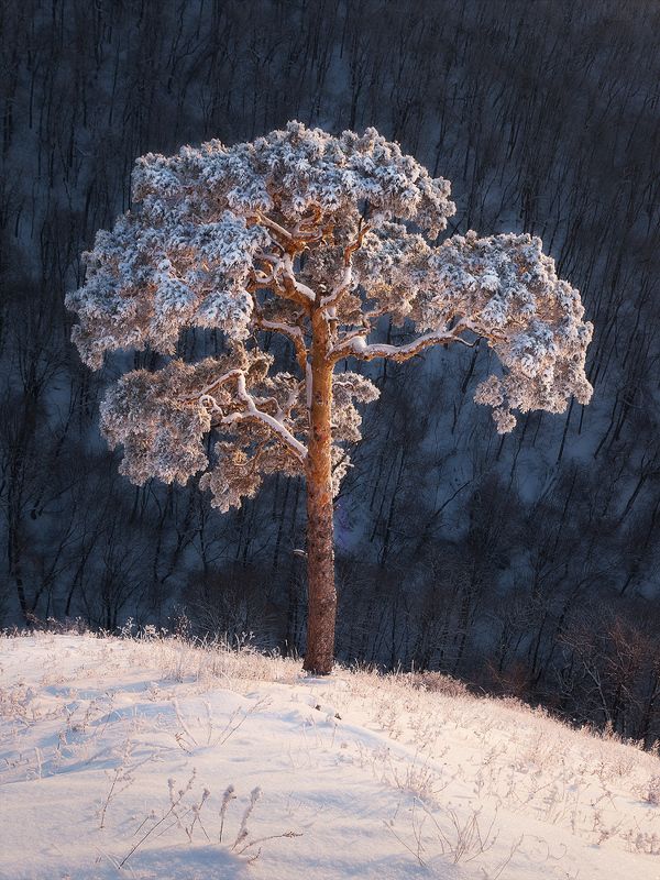 Lonely tree фото превью