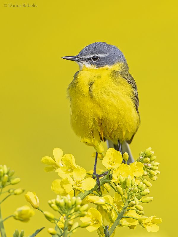 Жёлтая трясогузкаphoto preview