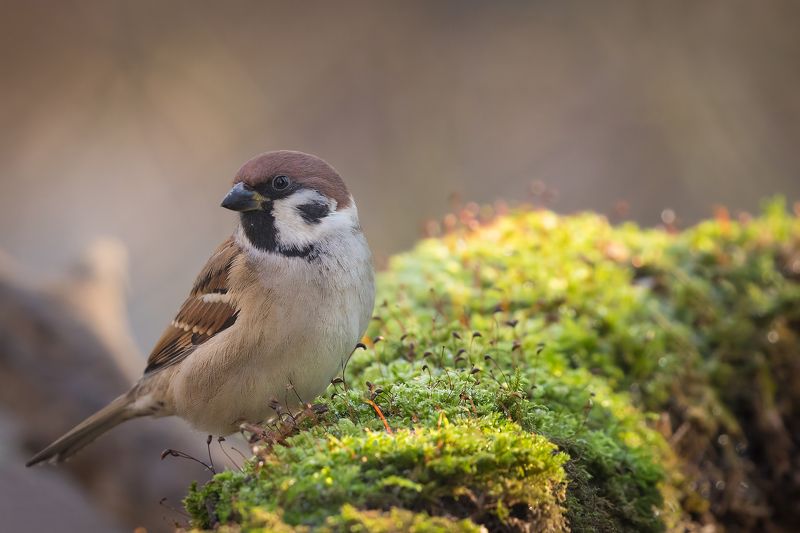 Sparrowphoto preview