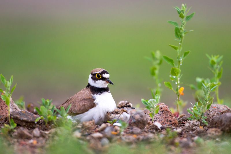 The birth of a childphoto preview