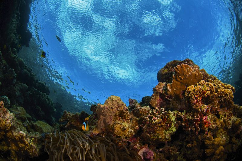 широкий угол, подводный мир, блю холл, дахаб, голубая дыра  Блю Холл photo preview