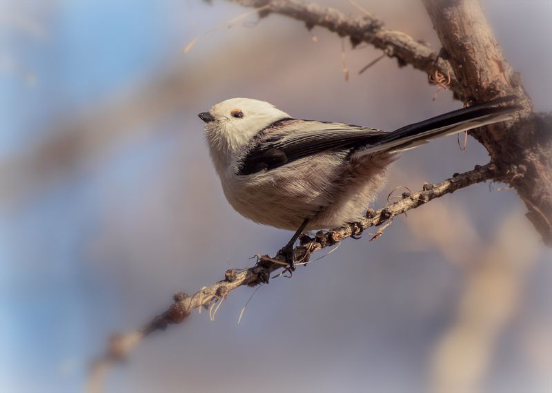 птица, длиннохвостая синица, ополовник, ополовник..photo preview