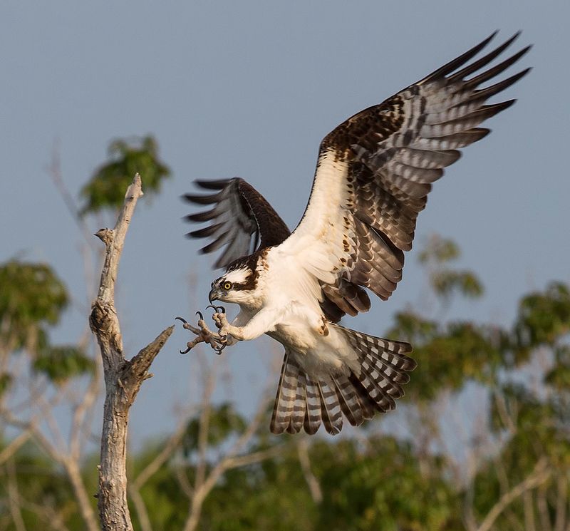 скопа, osprey, florida, флорида, blue cypress lake Скопа - Ospreyphoto preview