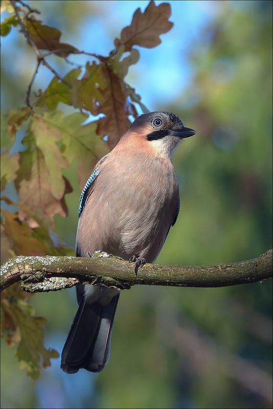 сойка Сойкаphoto preview