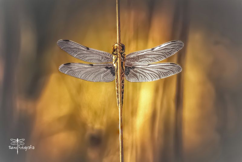 Ważka czteroplama- Libellula quadrimaculata.photo preview