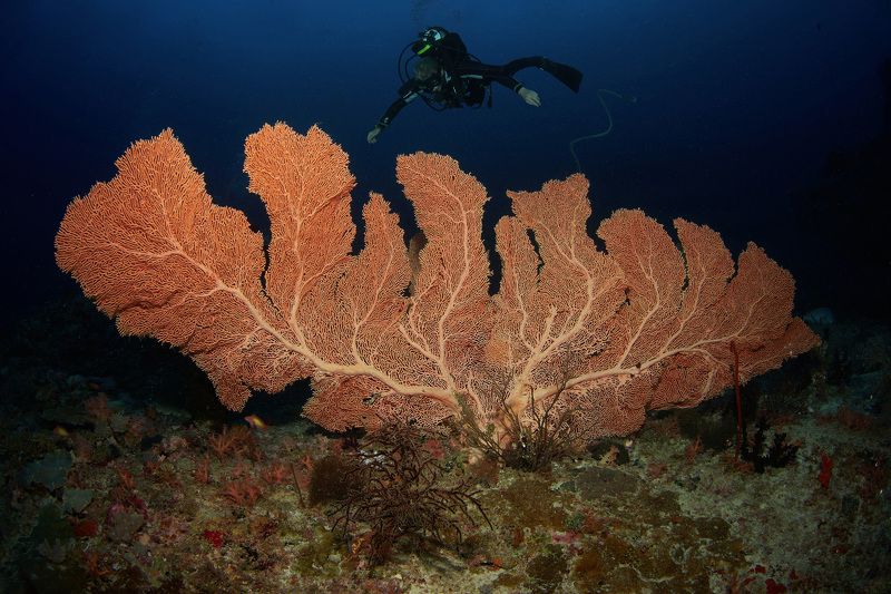 Горгонария фото превью