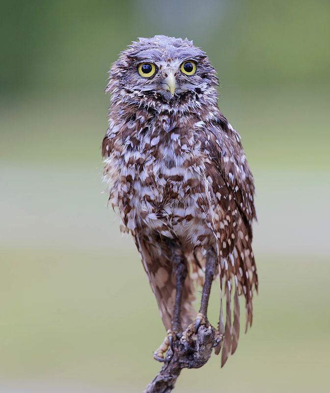 кроличий сыч, florida,burrowing owl, owl, флорида,сыч Burrowing Owl - Мокрый  сычphoto preview