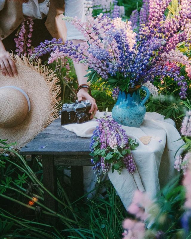 лето, люпины, закат, природа photo preview