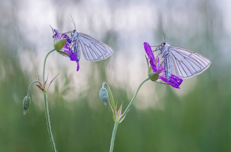 Black-veined Moth (Siona lineata)photo preview
