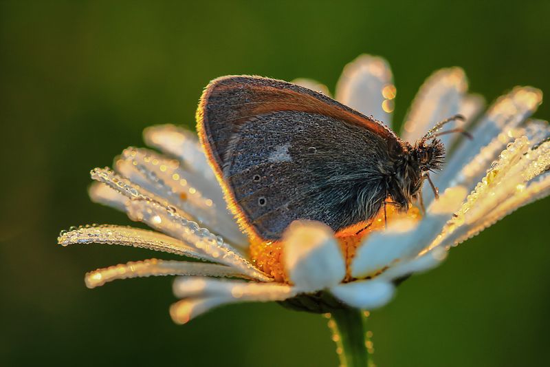 Июльphoto preview