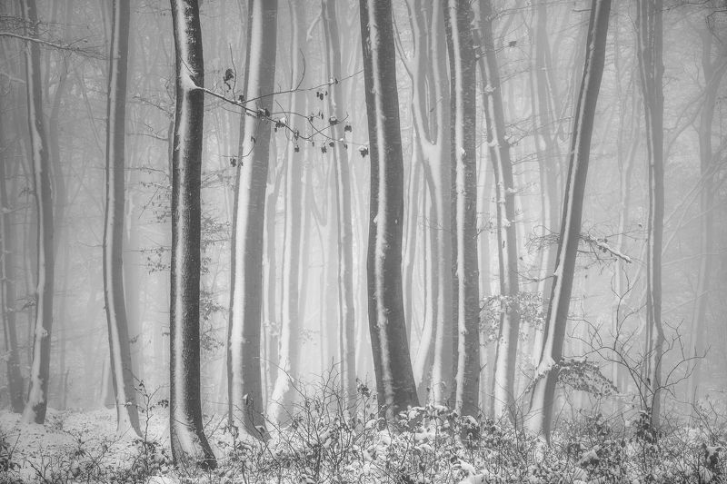 White stripesphoto preview