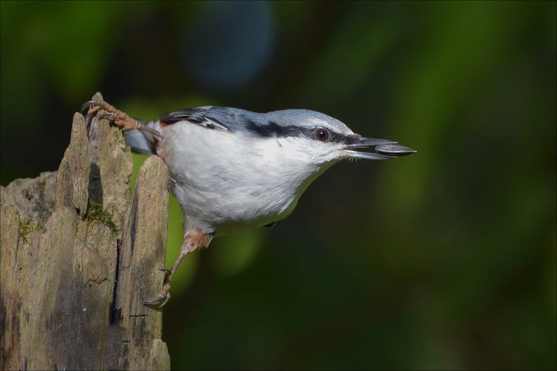 поползень Удача...photo preview
