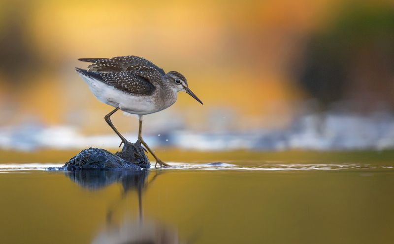 łęczakphoto preview