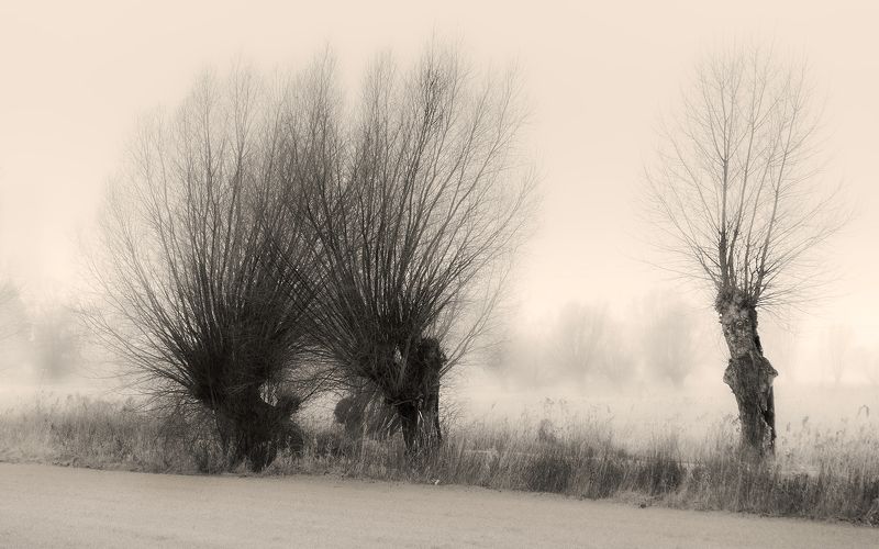 Żuławskie wierzbyphoto preview