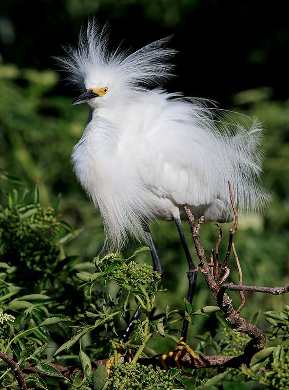 heron, snowy egret, белая американская цапля, цапля, флорида Американская белая цапля - Snowy Egretphoto preview