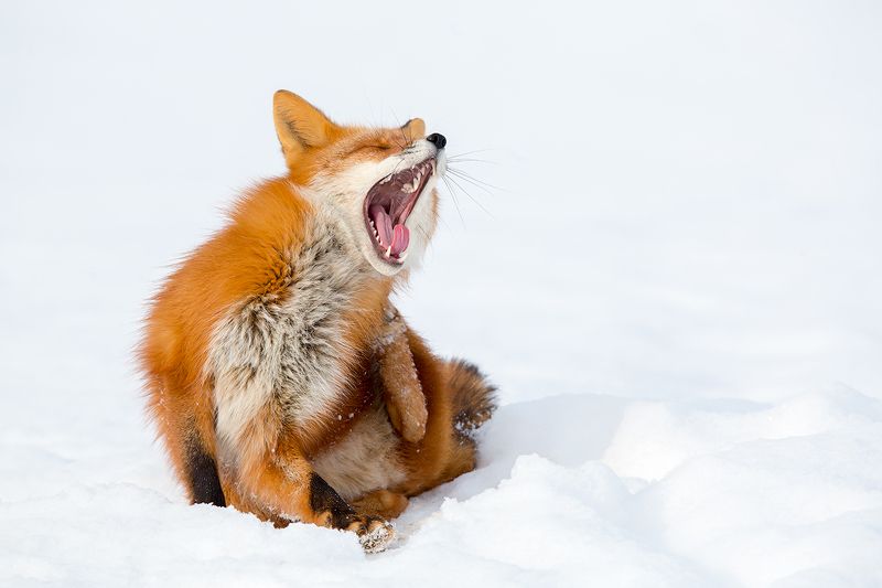 Камчатка, лиса, животные, природа, путешествие, фототур, зима, Спать охота!!!photo preview