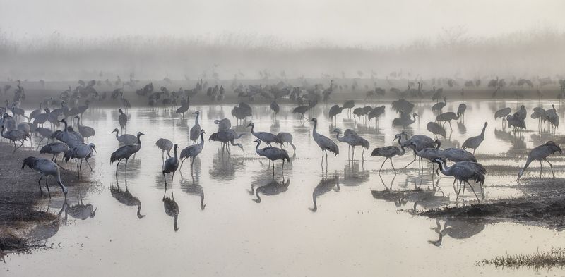 Cranes in the Fogphoto preview