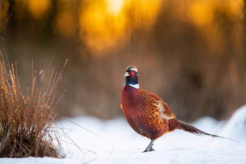 wild anilams bird winter sun Orangephoto preview