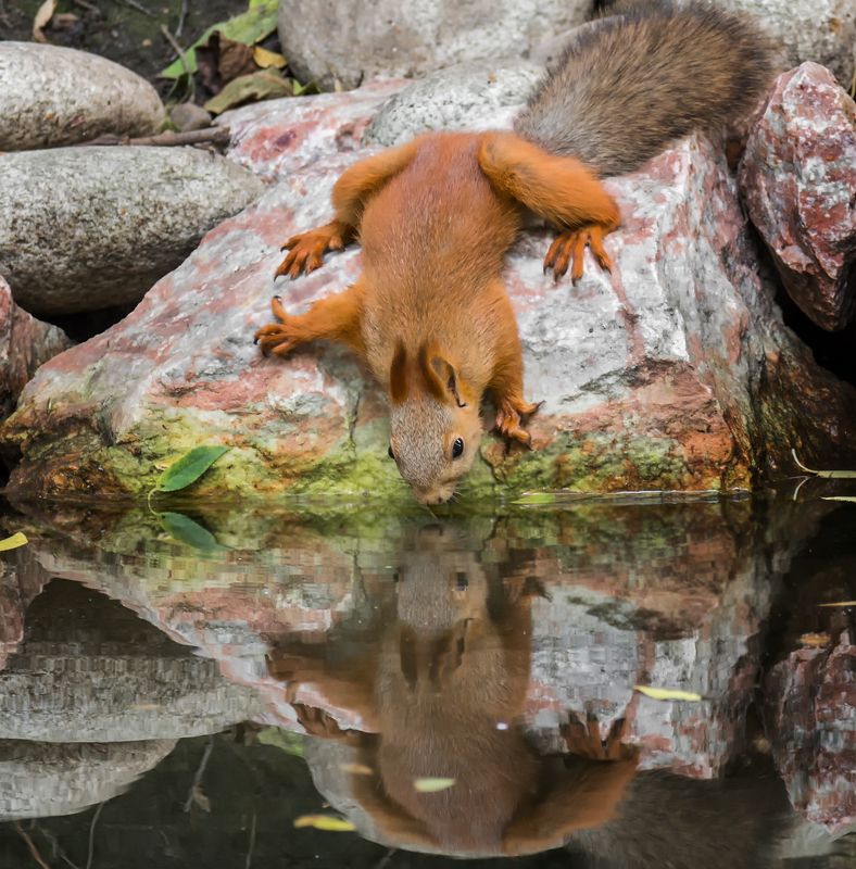 белка, водопой, Жажда заставит и не так..photo preview