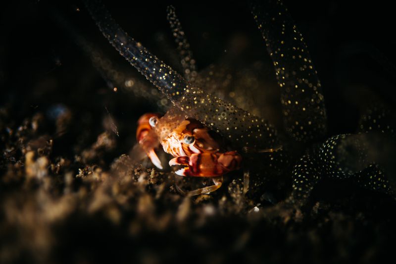 краб, ночь, макро Ночное photo preview