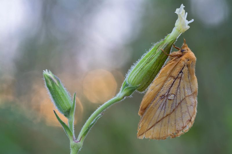 The Drinker, Euthrix potatoria, butterfly, macro The Drinker (Euthrix potatoria)photo preview