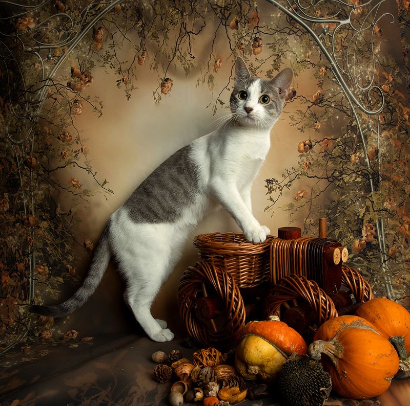 кошка, кошка, сats, домашнии любимцы, натюркотики, осень,autumn, тыквы, pumkin Cейдж и Тыквыphoto preview