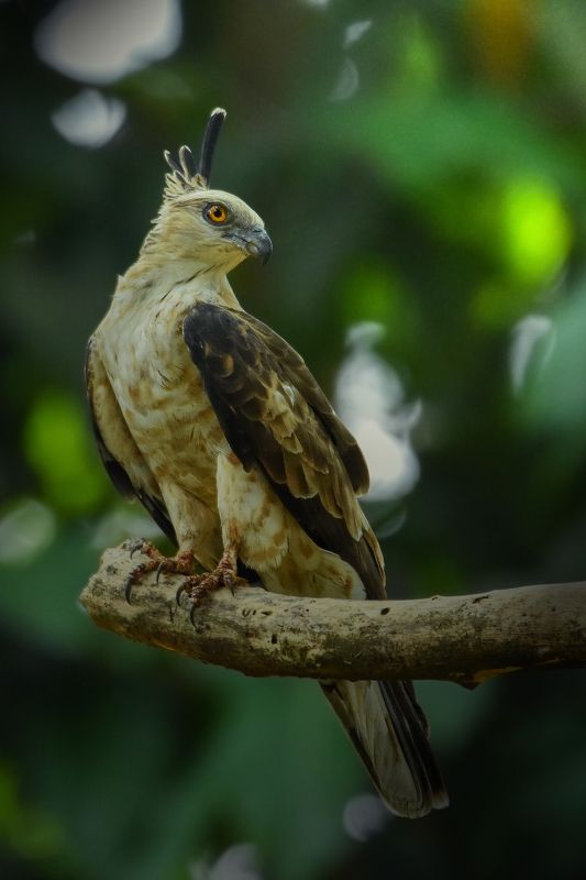 birds, bird, animal, wildlife Jerdon\'s Bazaphoto preview