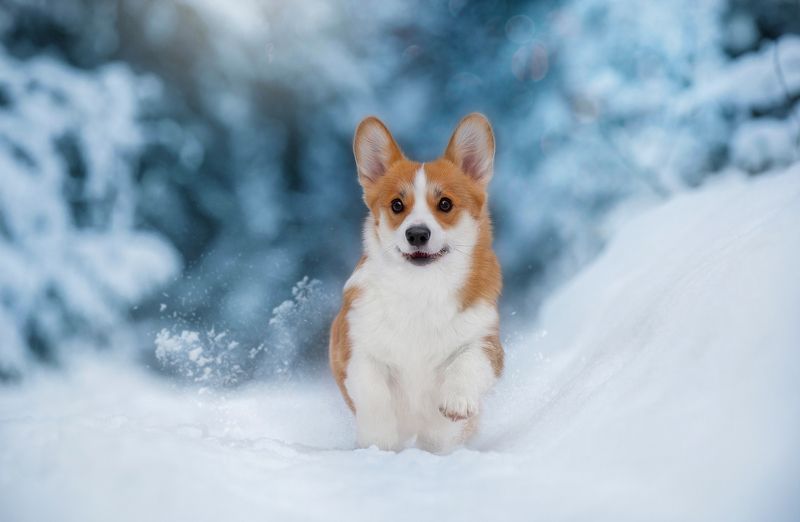corgi games run winter snow forest walk beautiful  Little baby corgi Businkaphoto preview