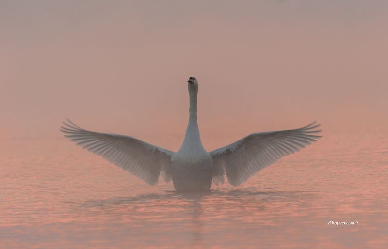 Магия утра....photo preview