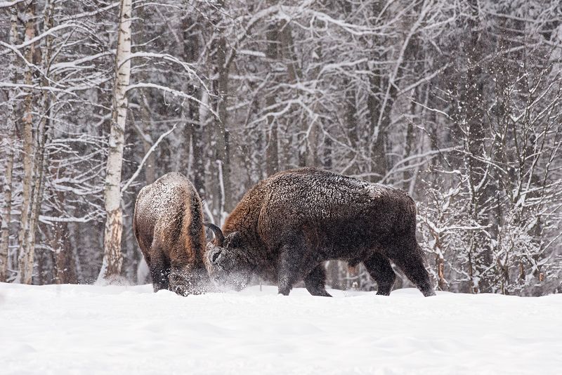 калужские засеки, заповедник, дикая природа, зубр, европейский зубр, wildlife, european bison, bison, nature, зубков игорь Игра фото превью