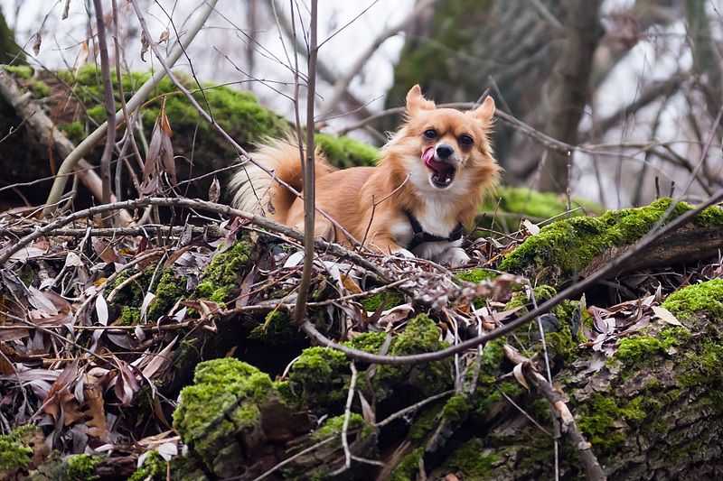 собака Чихphoto preview