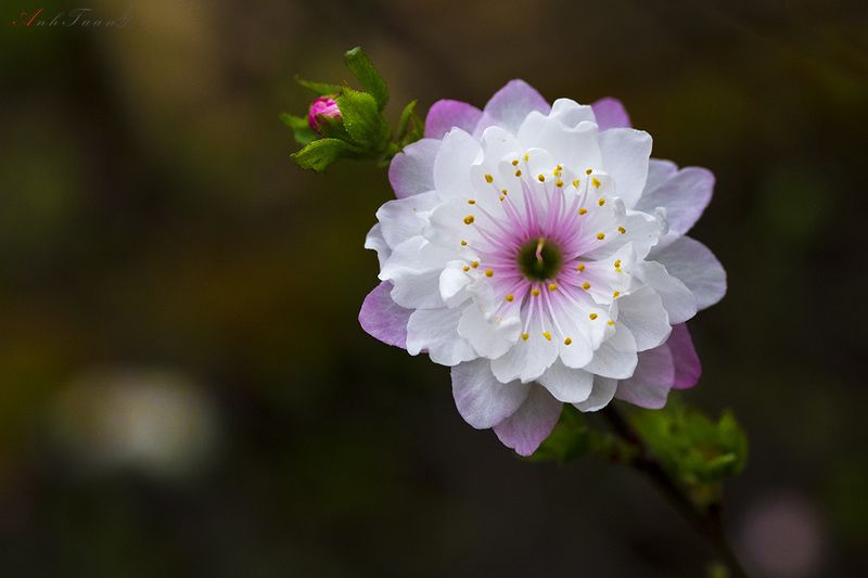 #sellingphoto.#macro.#flowers in ice most flowersphoto preview