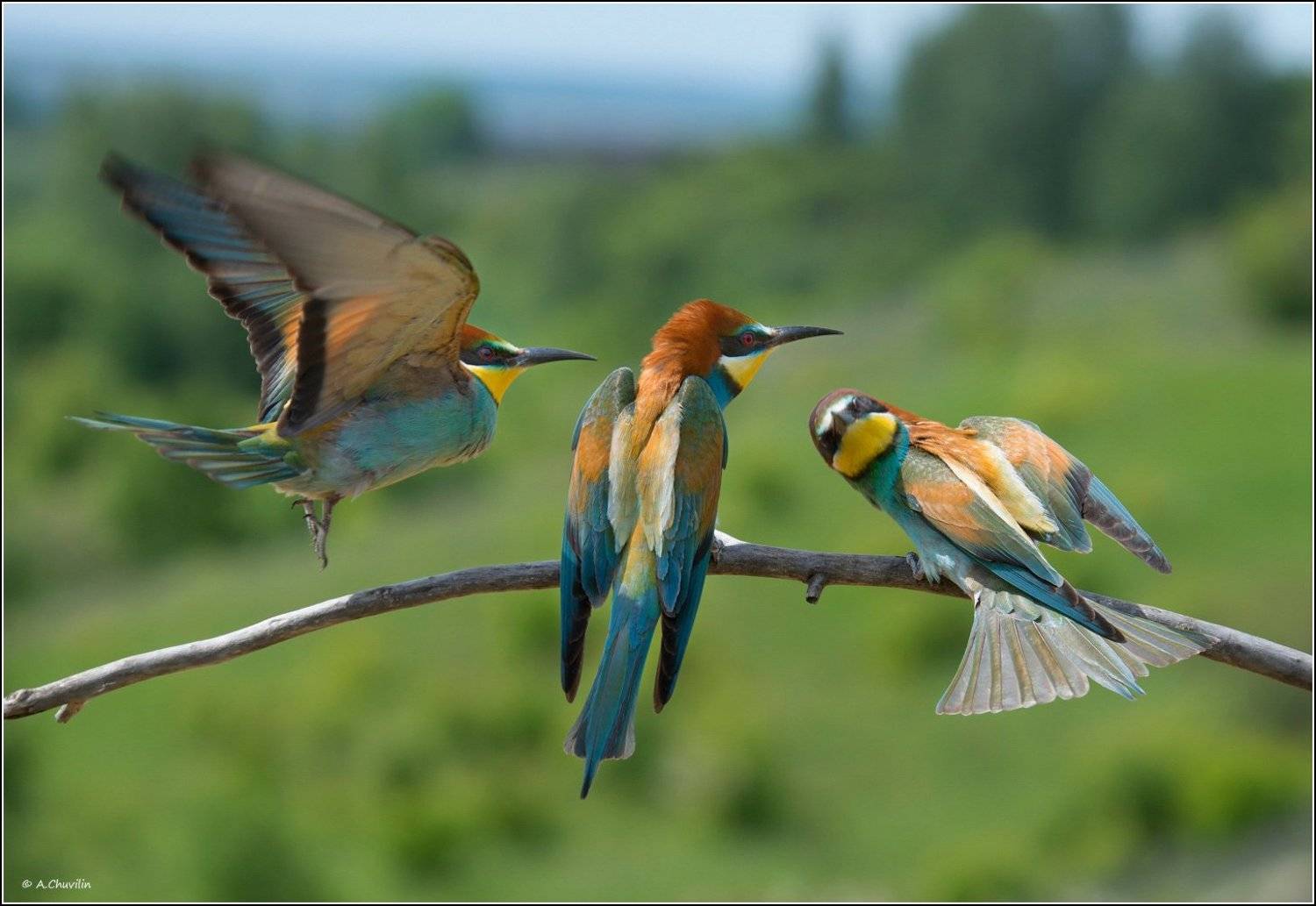 Три грации ). Автор: Александр Чувилин птицы,щурки,три,грации, Александр Чувилин