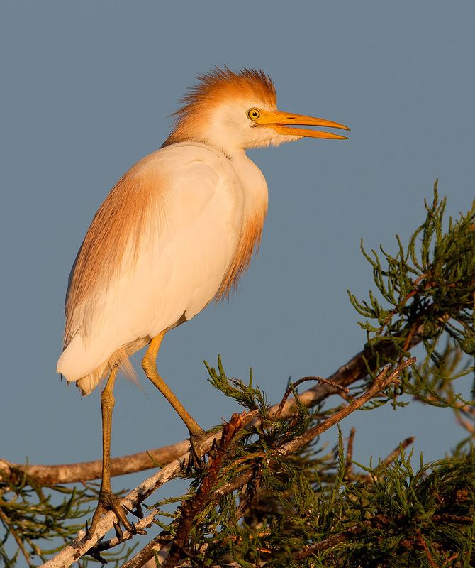 египетская цапля, cattle egret, heron, egret, florida Египетская цапля -Cattle Egretphoto preview