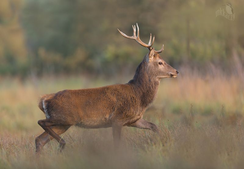 Red deerphoto preview