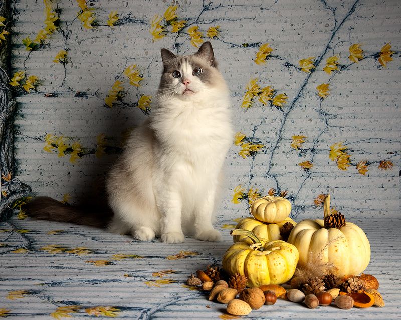 сat, кошка, животные, кошки, ragdoll cat, ragdoll,  рэгдолл, ragdoll, тыква Матильда - Королева Тыкв!photo preview